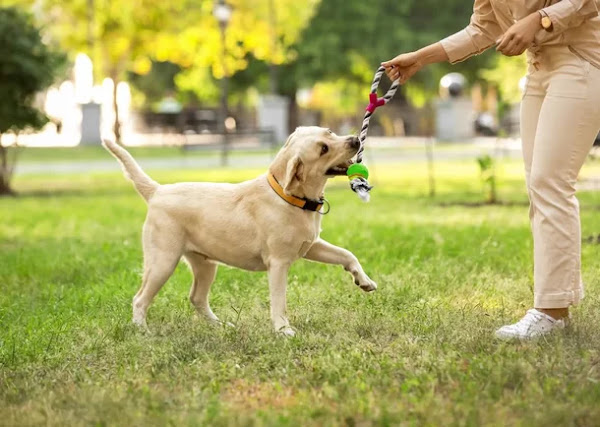 Cães de rua podem entender gestos de humanos