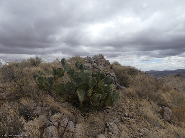 24: prickly pear at the top