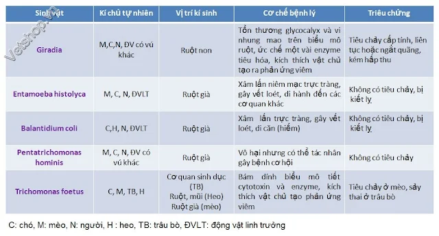 Hình 7: Chẩn đoán phân biệt các bệnh viêm ruột truyền nhiễm trên chó mèo do nguyên bào