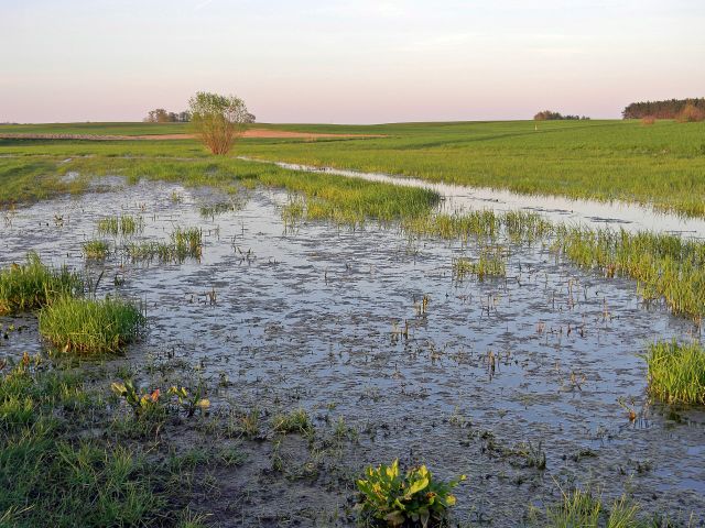 jak śpiewa kumak nizinny