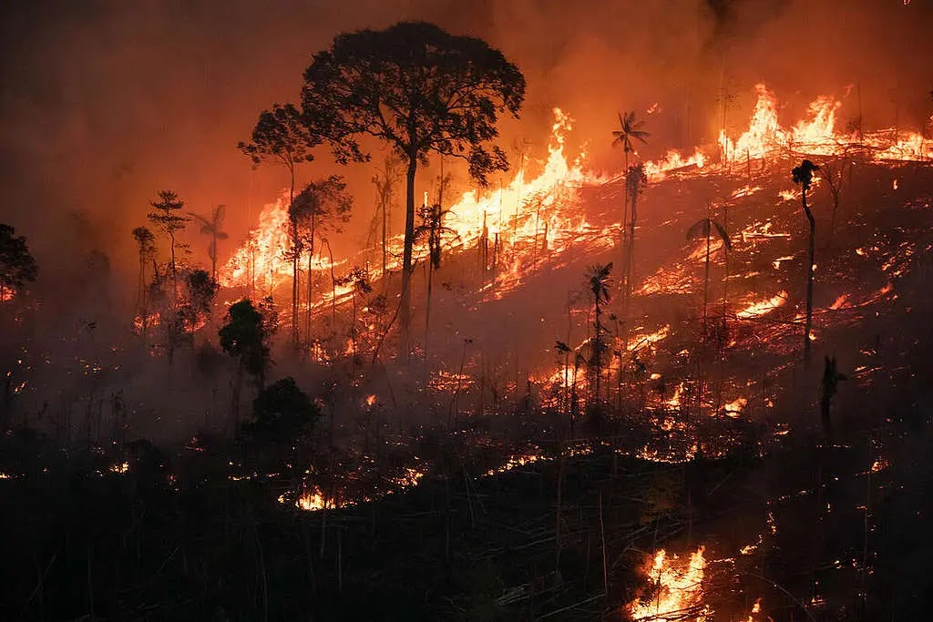 ما الذي يحدث للطيور عندما تحترق الغابات التي تعيش بها