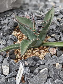 アガベ・パラサナの地植え