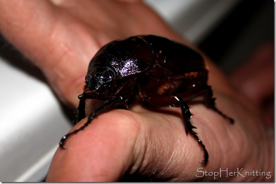 Beetle
