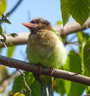 Psilopogon zeylanicus