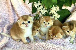 golden scottish fold kittens