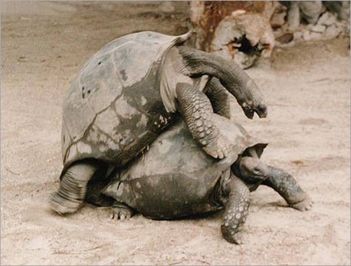 Animal Typed Love
