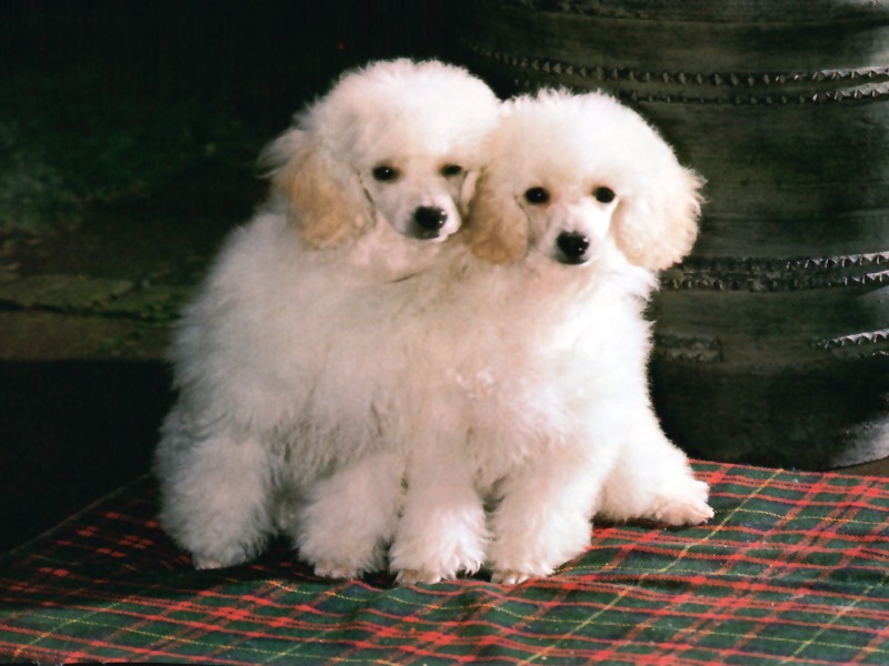 puppies wallpaper