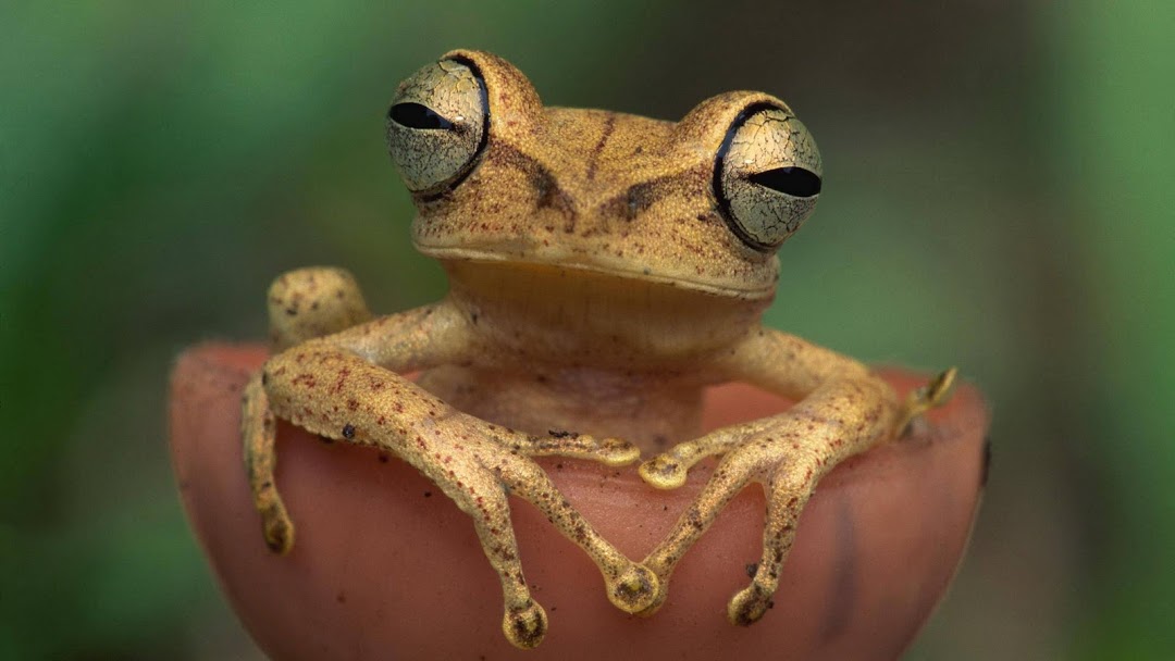 Frog HD Wallpaper