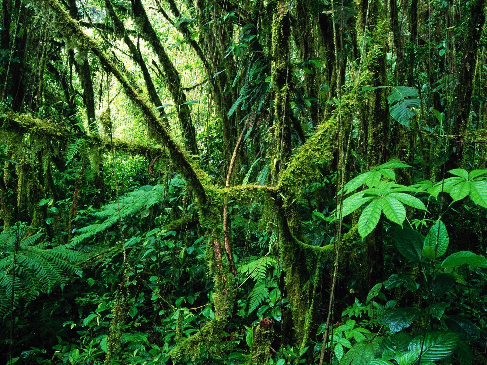 Plants in NanoPics: rainforest plants australia