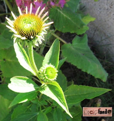 bocciolo Echinacea Riciclando