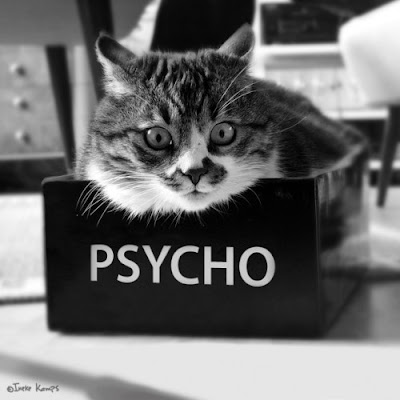 From Denny: Sometimes, my cats funny cat quotes. From Denny: Sometimes, my cats
