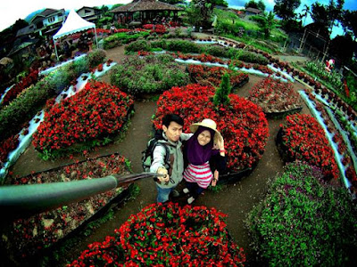 Taman bunga begonia