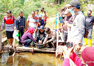 Dinas Perikanan Berikan 3.000 Bibit Ikan Baung