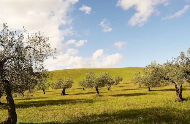 Mototurismo: alla scoperta degli antichi oliveti in Italia