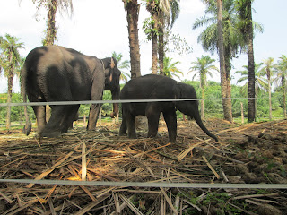 penakaran gajah tangkahan langkat