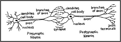 axons