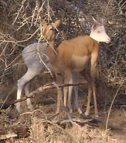 white impala Kruger park