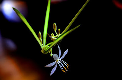 Blumen, flores, Flower, fleurs, květiny, Flores, blomme, blommor, çiçekler, kwiaty, Flor, Hoa, nở hoa, floración, bloom, Kukka, kukinta, La floraison, Fiore