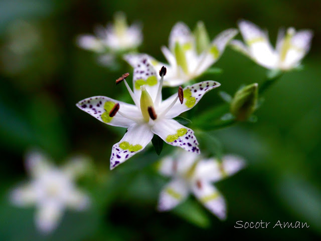 Swertia bimaculata