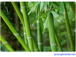 Bambu Adalah Tanaman dengan Kecepatan Tumbuh Tercepat