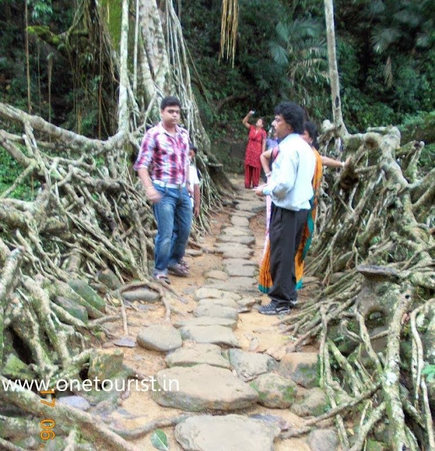 living root bridge , meghalaya