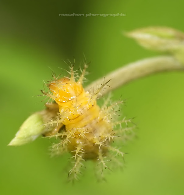 Thorny orange Caterpillar