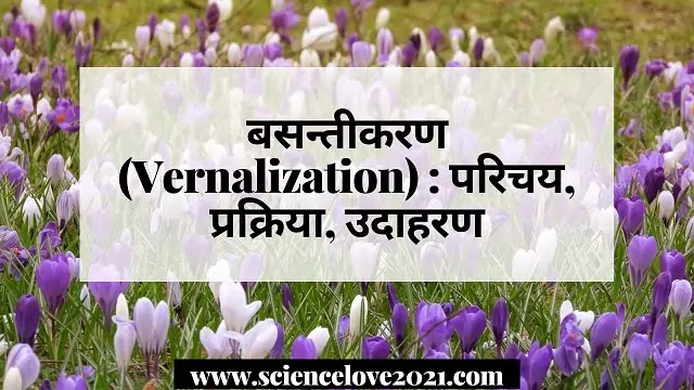 बसन्तीकरण (Vernalization) : परिचय, प्रक्रिया, उदाहरण|hindi