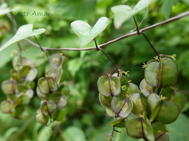 Dioscorea tokoro