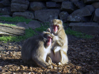 MONKEY CHECKING ANOTHER MONKEY FOR FLEAS