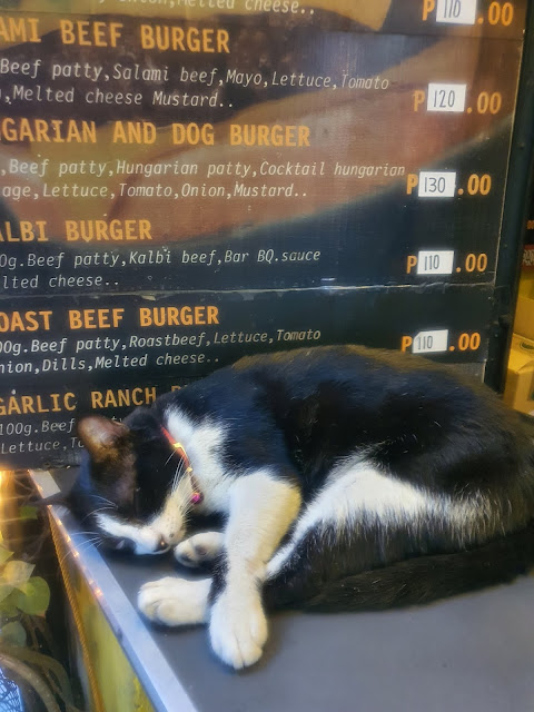 100g burger_tuxedo cat