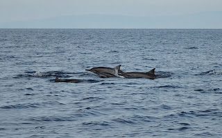 Dolphin Watching in Bohol