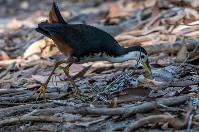 An Bui 2024 Dong Thap - White Breasted Waterhen (Cuốc ngực trắng)