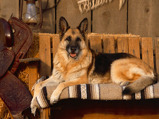 German Shepherd Wallpapers