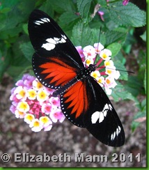 butterfly 2