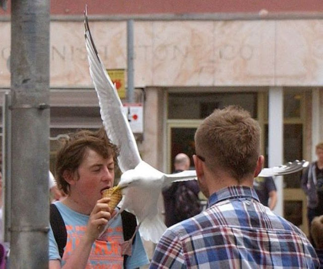 Seagull ice cream thief (10 pics), seagull steals ice cream, funny seagull, seagull pictures