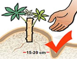 Cassava Planting/Processing on Business Plans and Feasibility Study