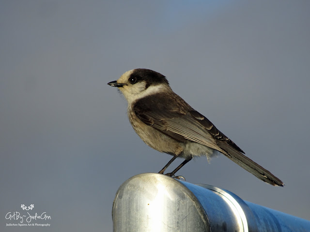 Grey Jay