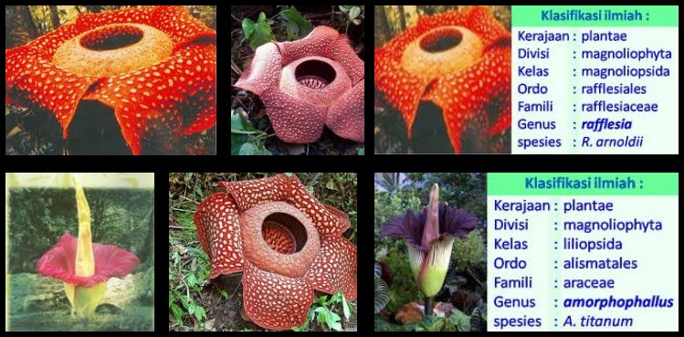 10 Fakta tentang Rafflesia  arnoldii Bunga  Langka Berbau 