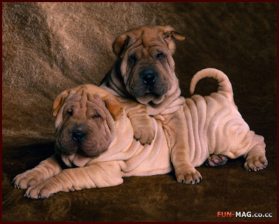 Shar Pei Puppies - Desktop Picture