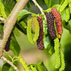 Bibit Long Mulberry Sangat Produktif