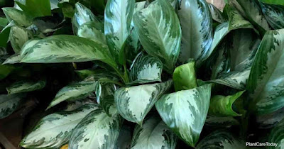 Aglaonema Silver Bay