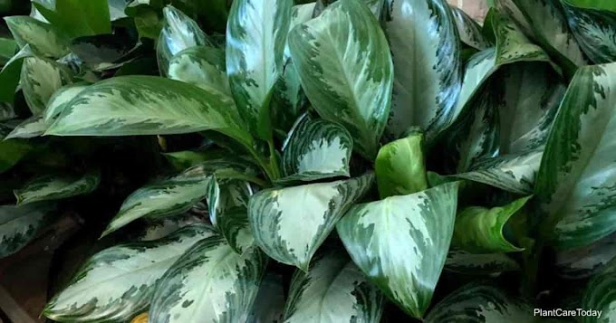 Way to Care your Aglaonema Silver Bay - Code Phactory