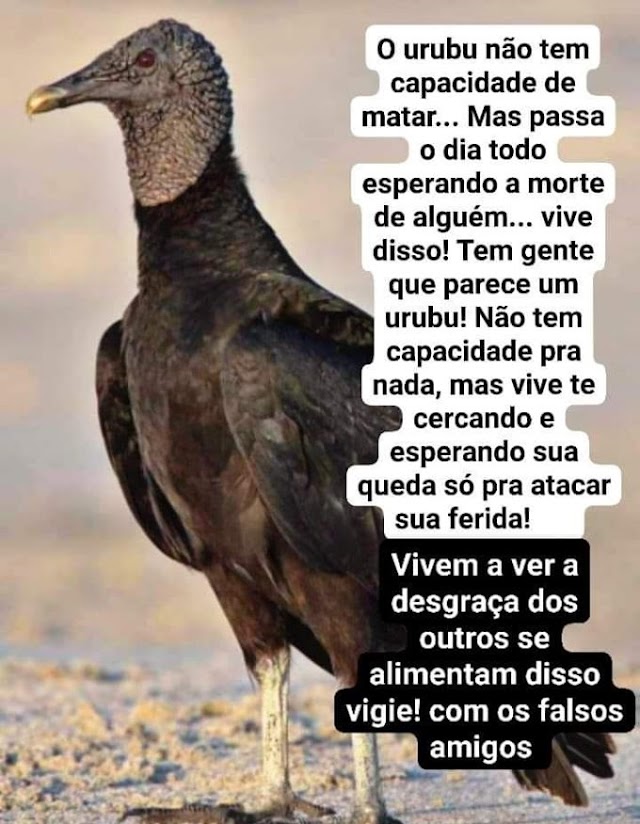 CUIDADO COM OS URUBUS DO NOSSO COTIDIANO... SÃO OS QUE PRIMEIRO DÃO CONTA DA TUA VIDA.