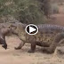 Crocodile Eating Warthog in the Road