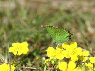 Thècle de la ronce - Argus vert - Callophrys rubi 