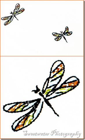 dragonfly
