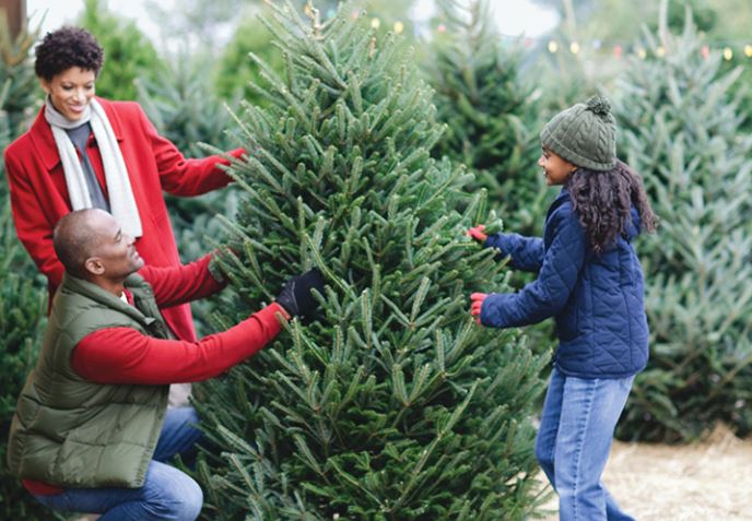 Christmas Tree Disposal