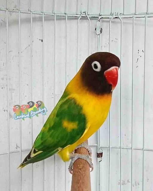 dominant pied D green Lovebirds Mutations