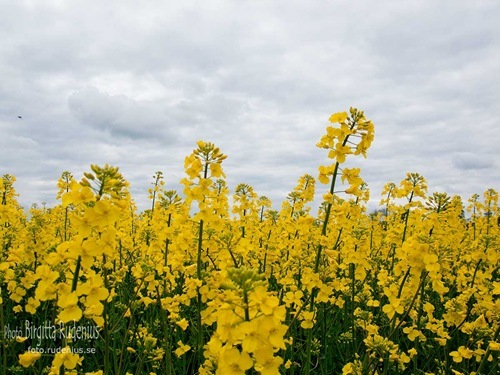 blom_20110515_raps