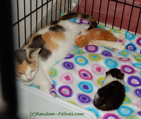 calico cat and two kittens